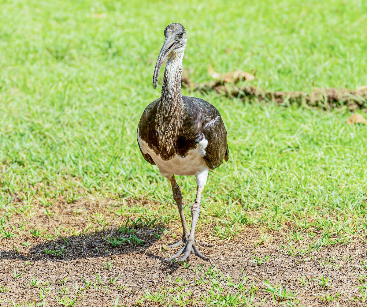 ibis slámokrký - ML538971611
