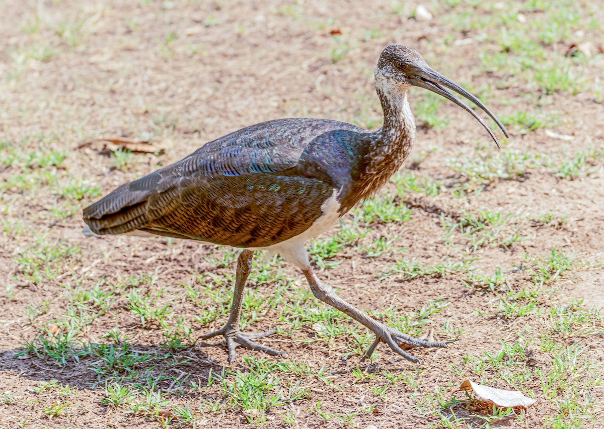 ibis slámokrký - ML538971661