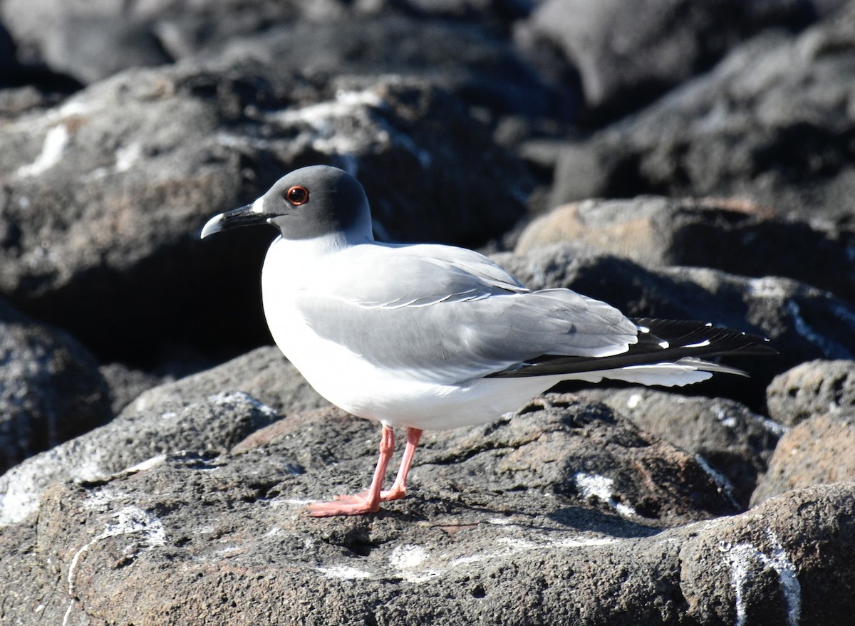 Swallow-tailed Gull - ML538981601