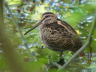 Wood Snipe - Gallinago nemoricola - Birds of the World