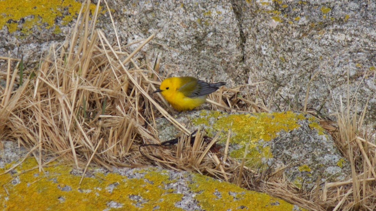 Prothonotary Warbler - ML53898621