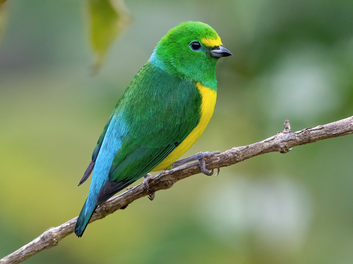 Blue-naped Chlorophonia - Chlorophonia cyanea - Birds of the World