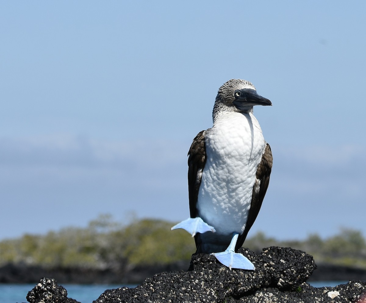 Blue-footed Booby - ML538988241