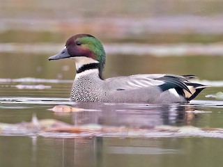  - Falcated Duck