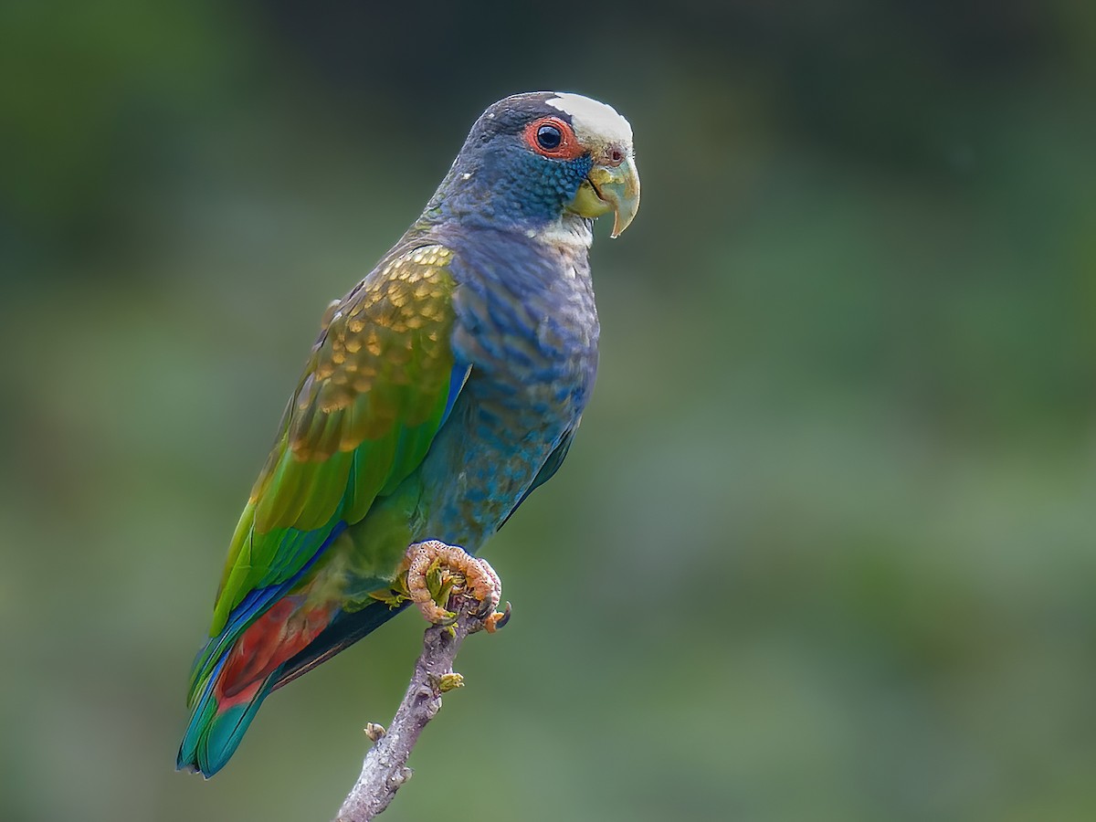 White-crowned Parrot - Pionus senilis - Birds of the World