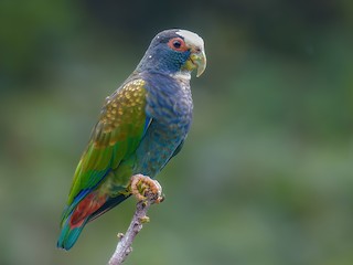  - White-crowned Parrot
