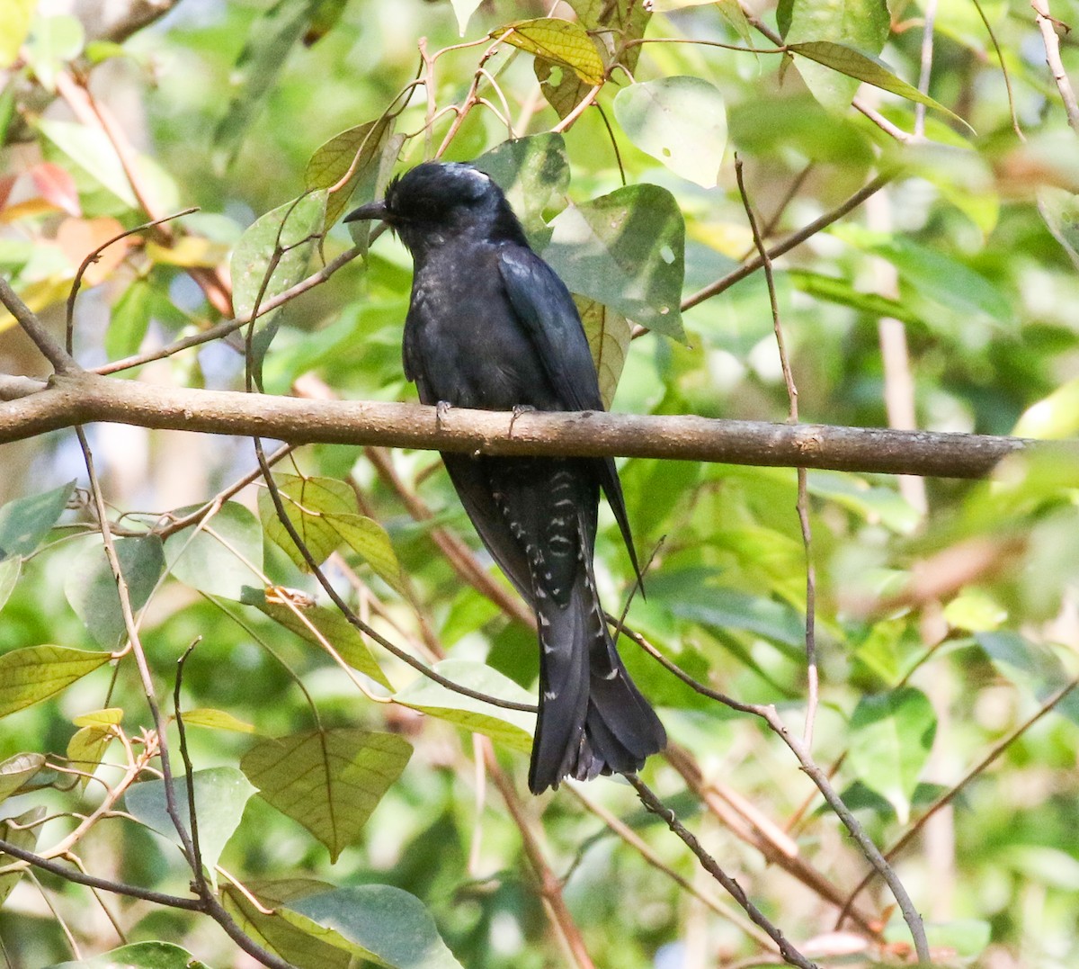 Square-tailed Drongo-Cuckoo - ML538990121
