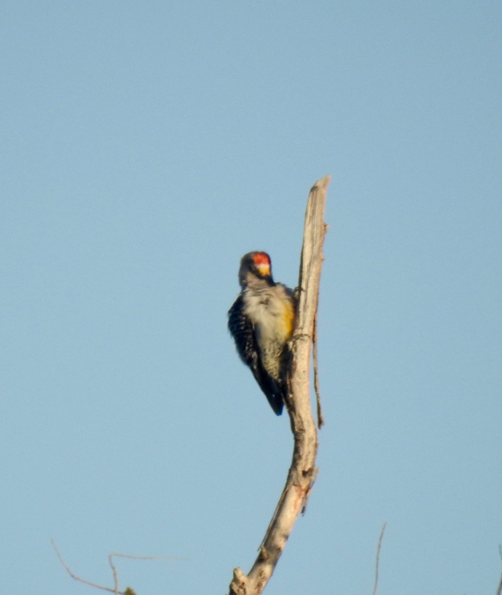 Golden-fronted Woodpecker - Francisco Valdes