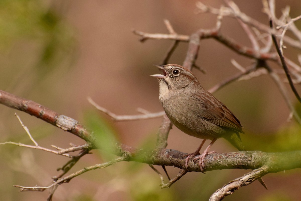 Rufous-crowned Sparrow - Kai  Mills