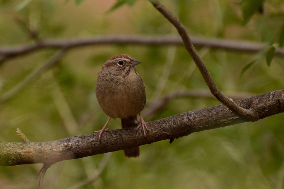 Rufous-crowned Sparrow - Kai  Mills