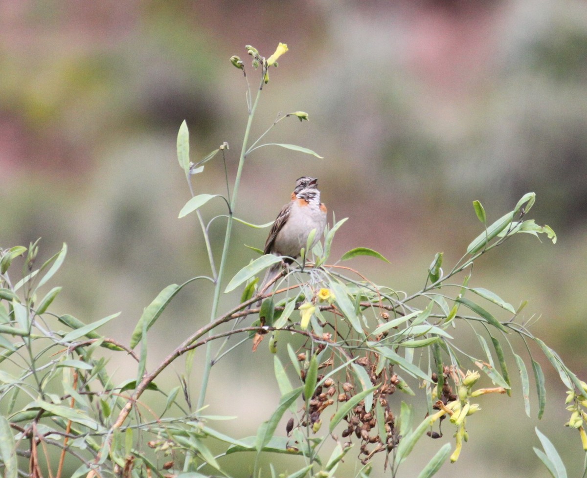 Rufous-collared Sparrow - ML538992781
