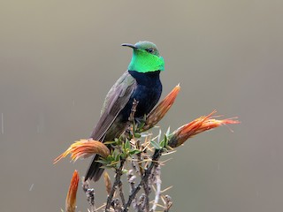  - Black-breasted Hillstar