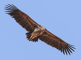  - Lappet-faced Vulture
