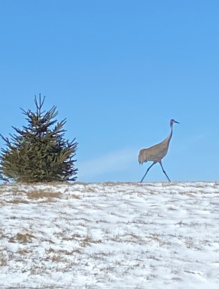 EBird Checklist 24 Feb 2023 Kettle Moraine Scenic Drive Hwy C 1 Species