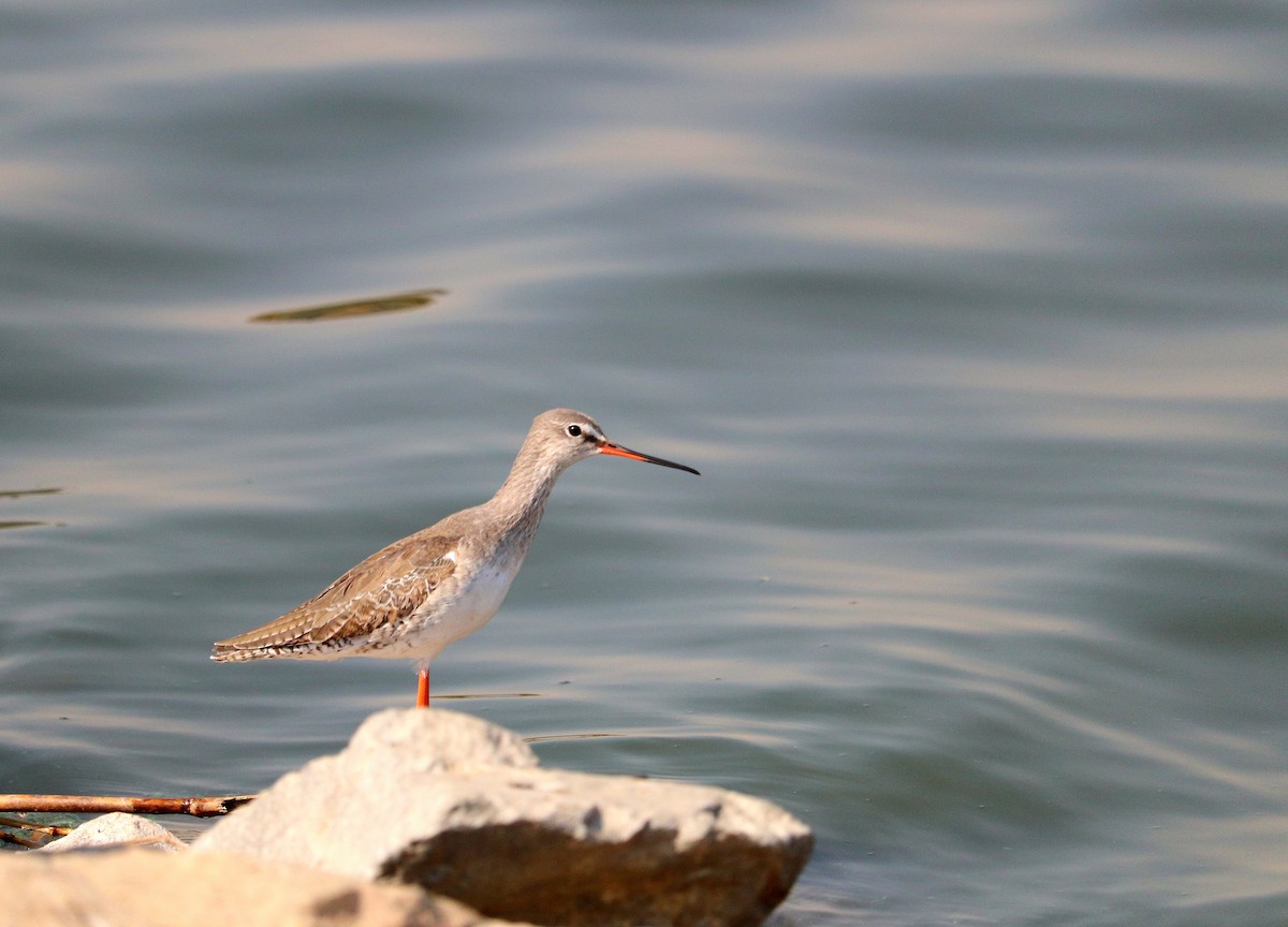 Spotted Redshank - ML539003541