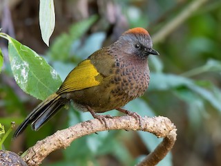  - Assam Laughingthrush