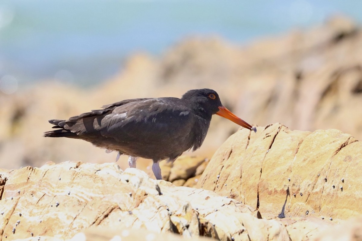 Sooty Oystercatcher - Brian  Aherne