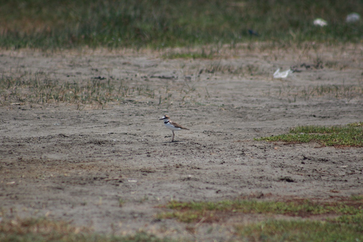 Collared Plover - ML539008111