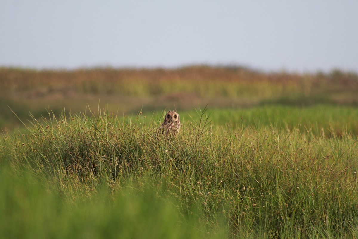 Short-eared Owl - ML539008341