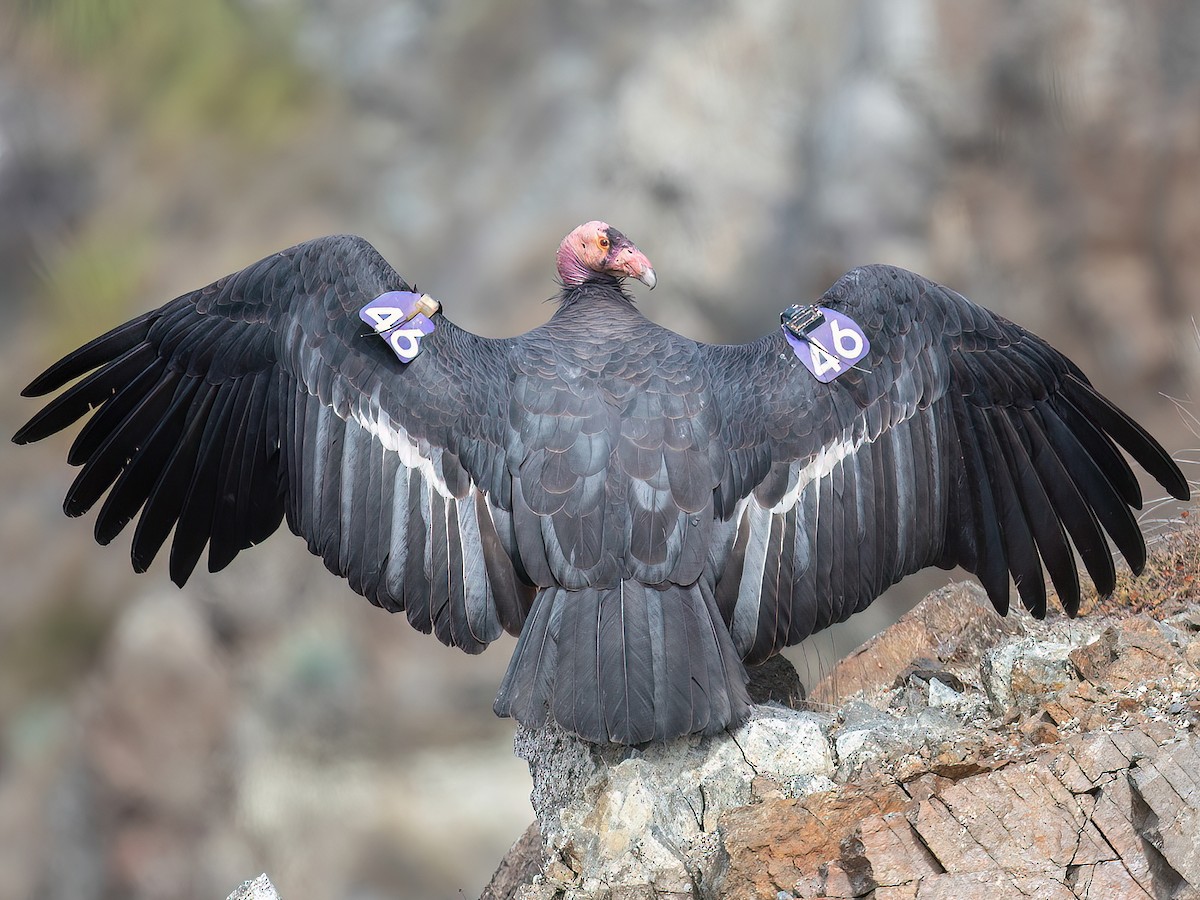 California Condor - Gymnogyps californianus - Birds of the World