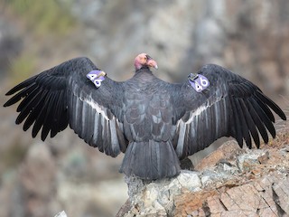  - California Condor