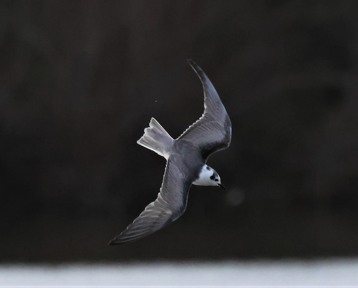 White-winged Tern - ML539014901
