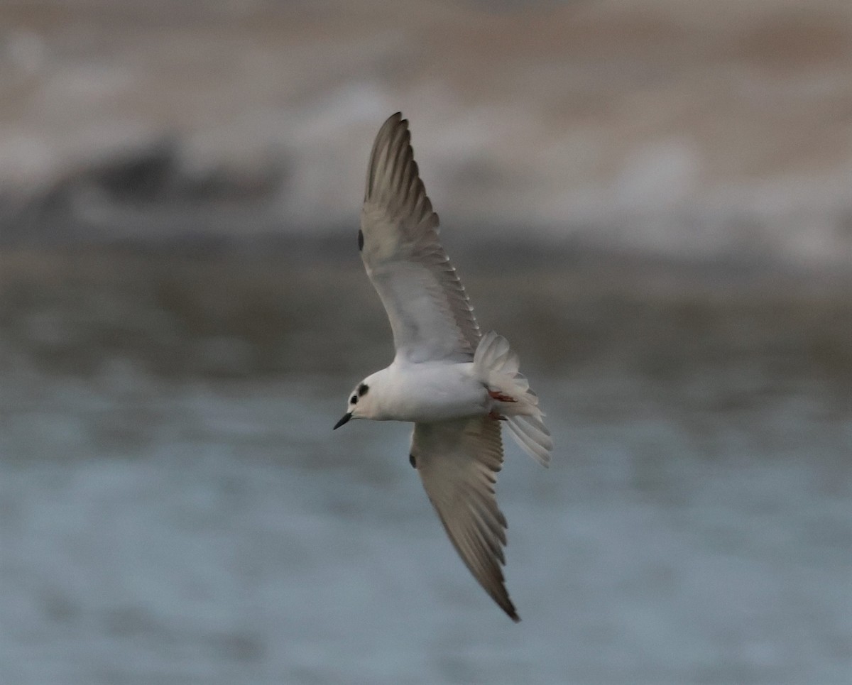 White-winged Tern - ML539014921