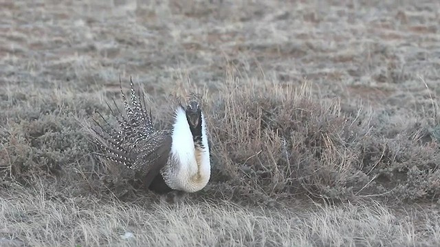 Greater Sage-Grouse - ML539017531