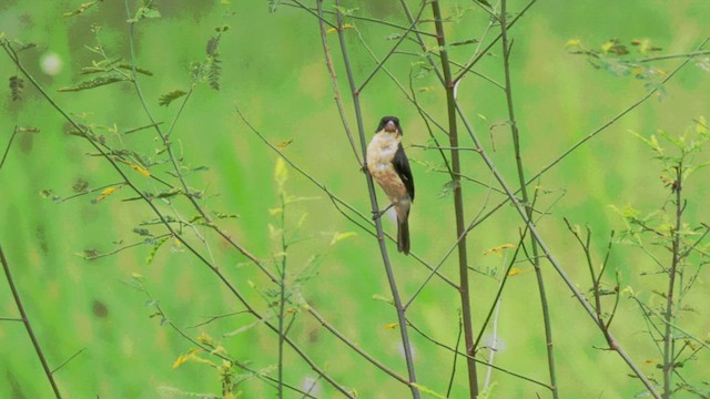 White-bellied Seedeater - ML539018891