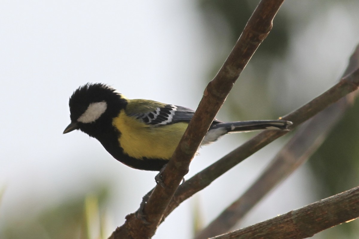 Green-backed Tit - ML539020471