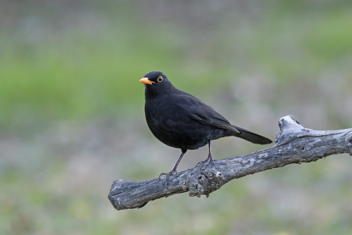 Eurasian Blackbird - ML539030581