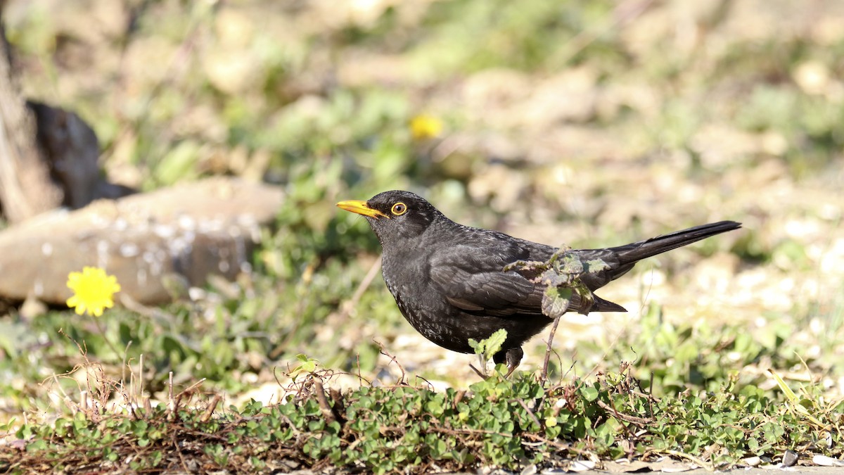 Eurasian Blackbird - ML539030591
