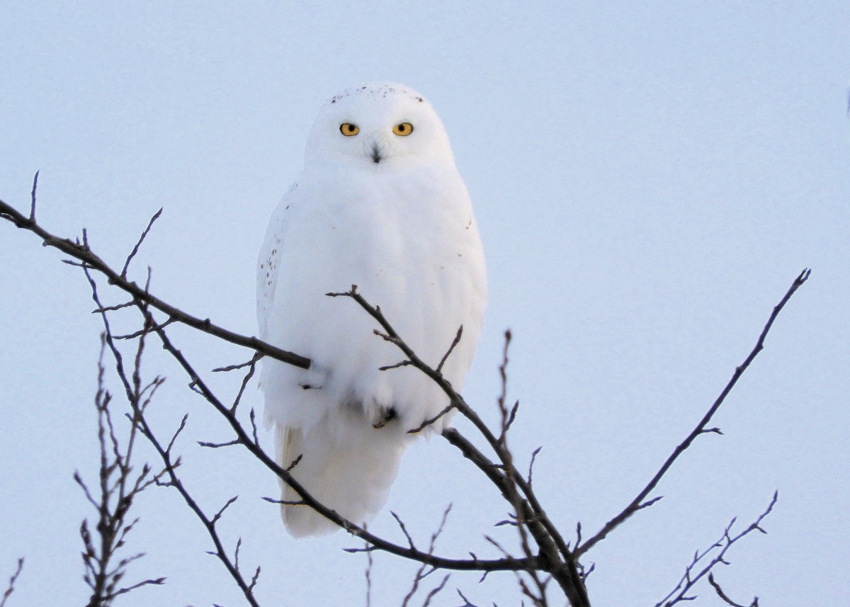 Snowy Owl - ML539031011