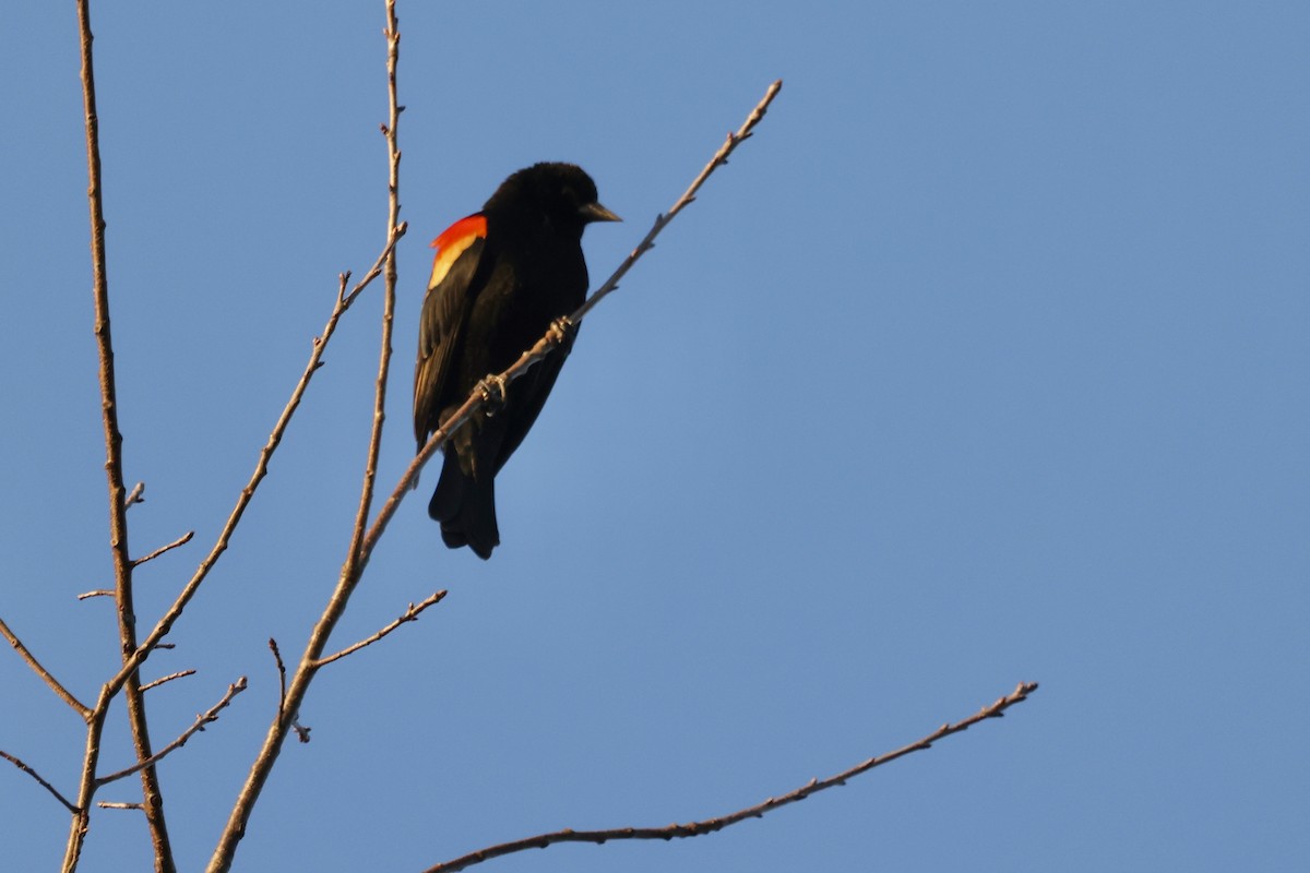 Red-winged Blackbird - ML539033181