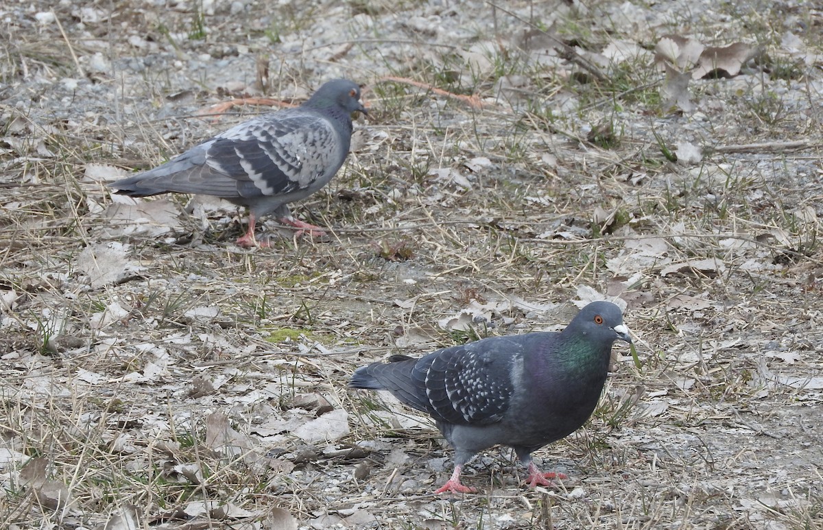 Rock Pigeon (Feral Pigeon) - ML53903451
