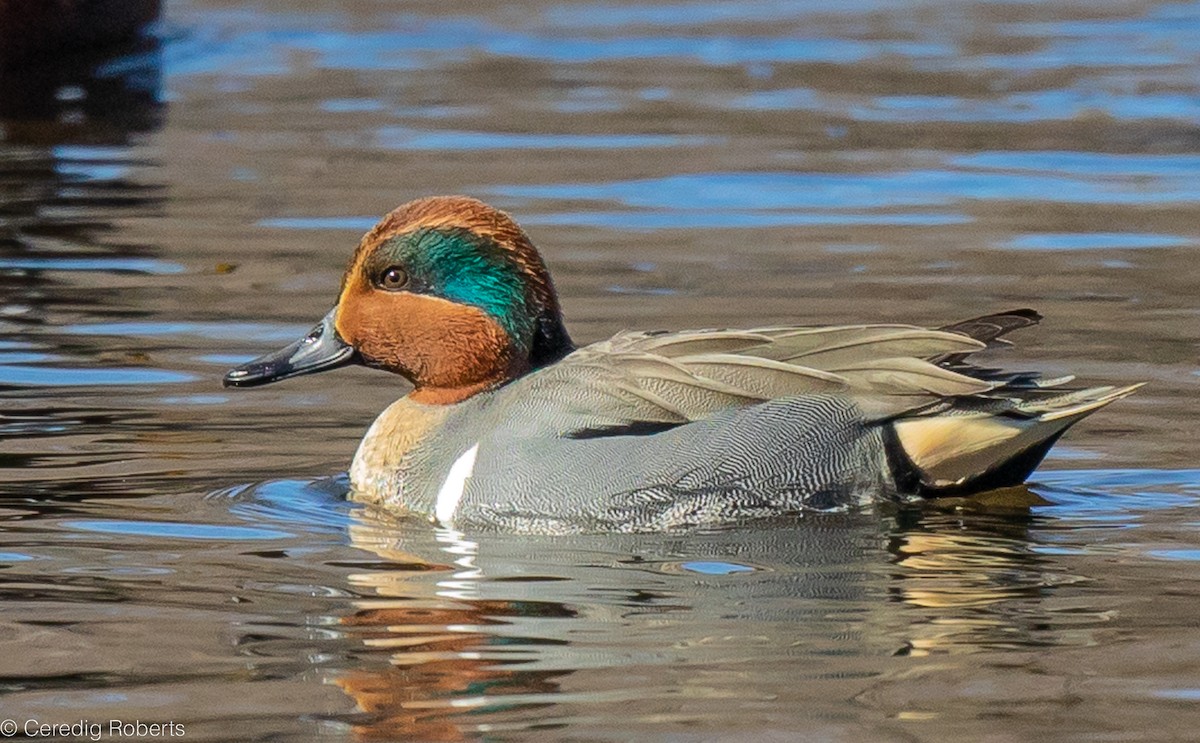 Green-winged Teal - ML539045681