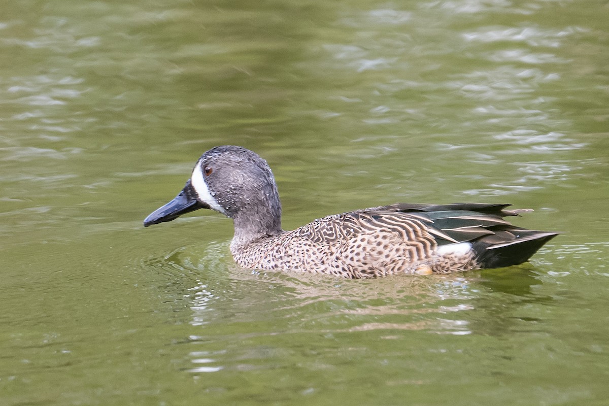 Blue-winged Teal - ML539049991
