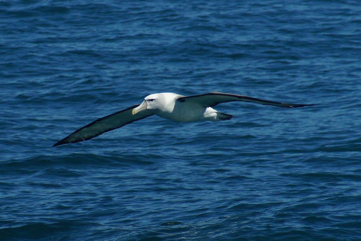 Albatros Cauto - ML53905071