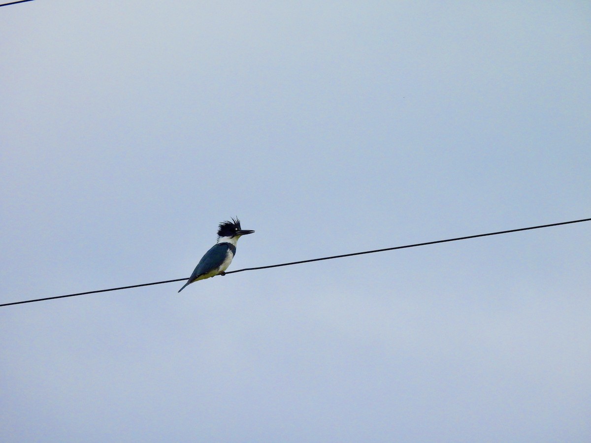 Belted Kingfisher - ML539052871