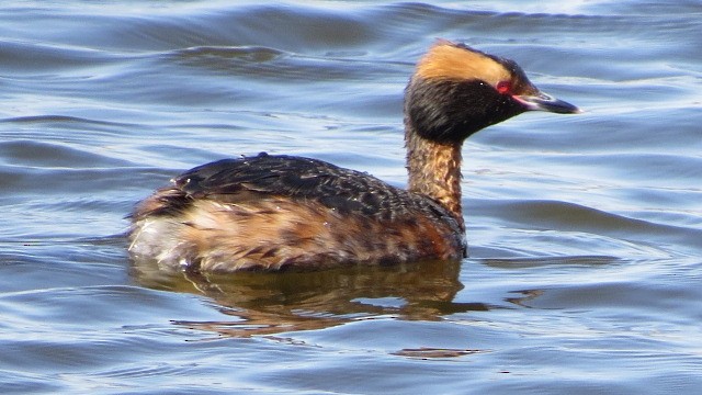 Horned Grebe - suzanne pudelek