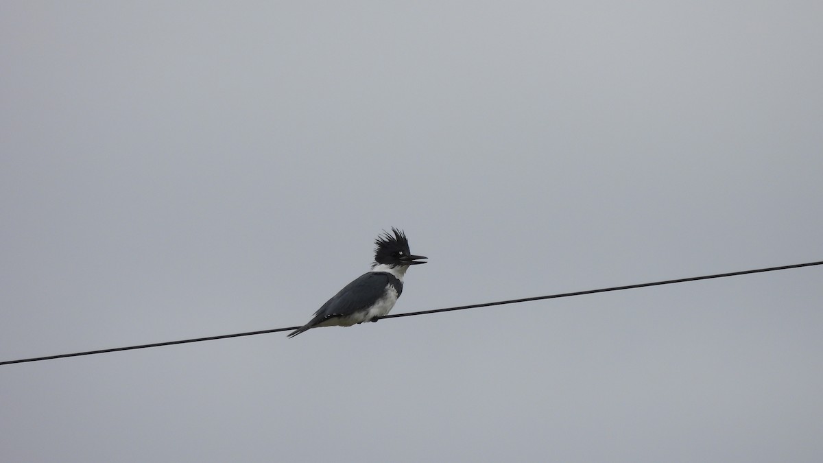 Belted Kingfisher - ML539054921