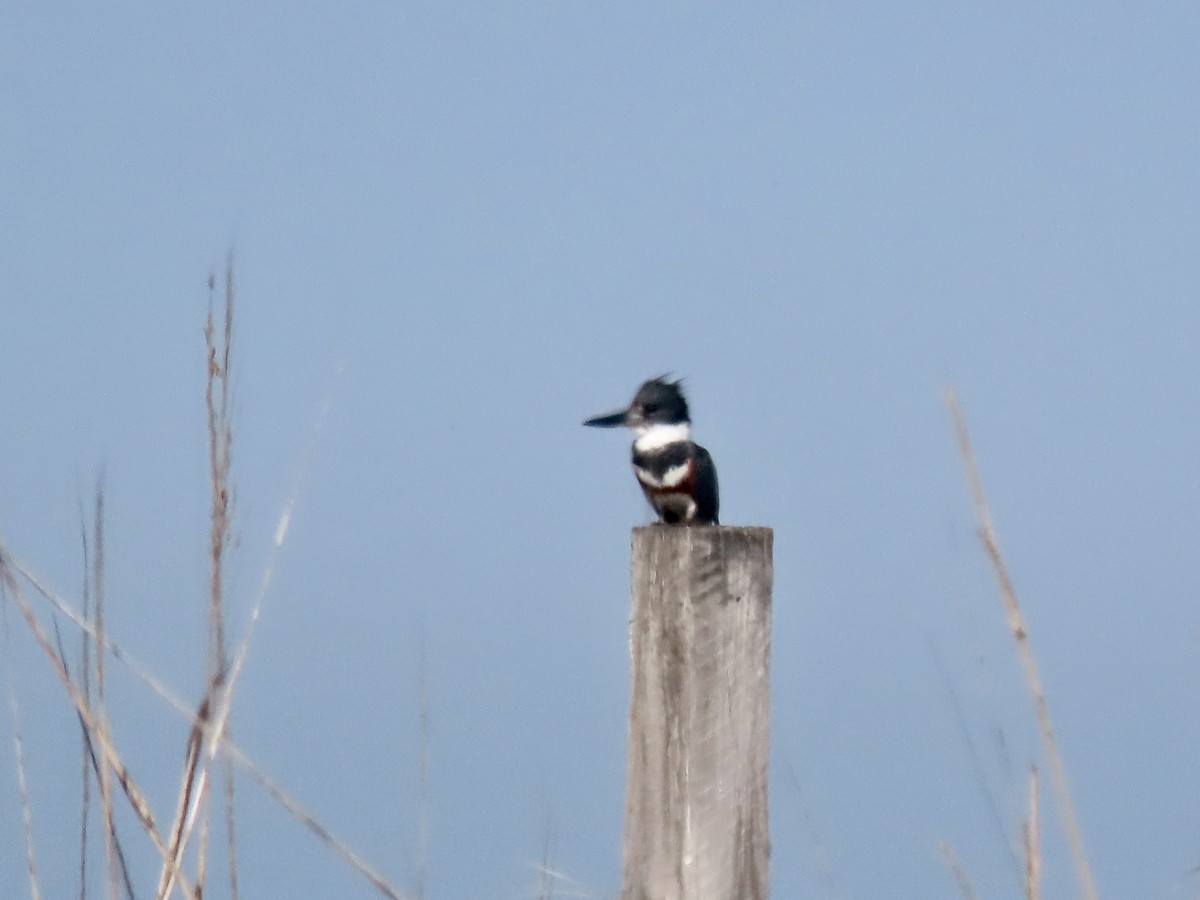 Belted Kingfisher - ML539056431