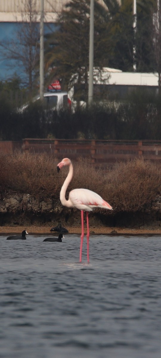 Greater Flamingo - Murat GÖKÇE