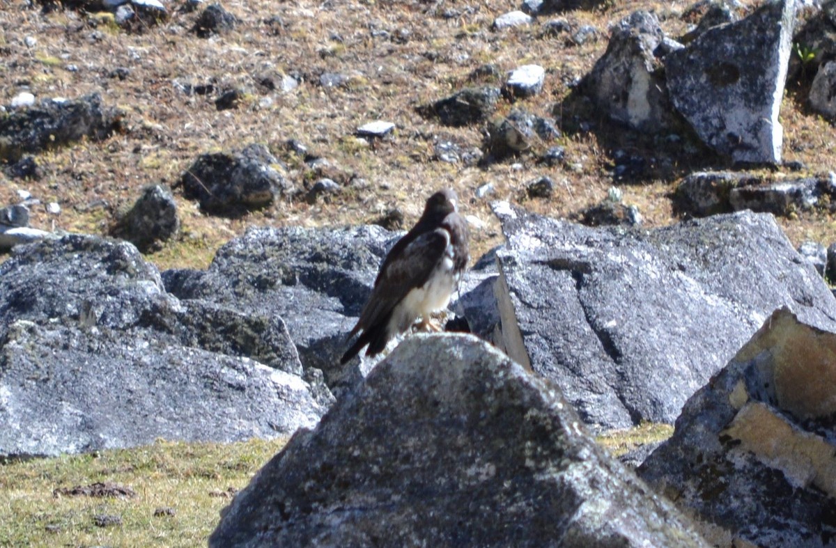 Black-chested Buzzard-Eagle - ML539057961