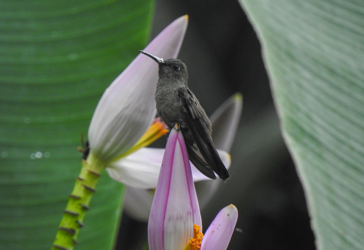Sombre Hummingbird - ML539060021