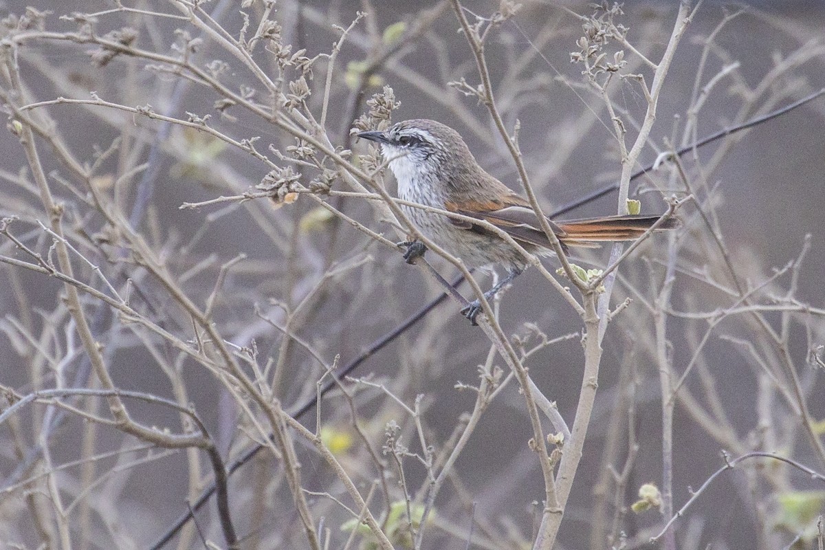 Necklaced Spinetail - ML539062561