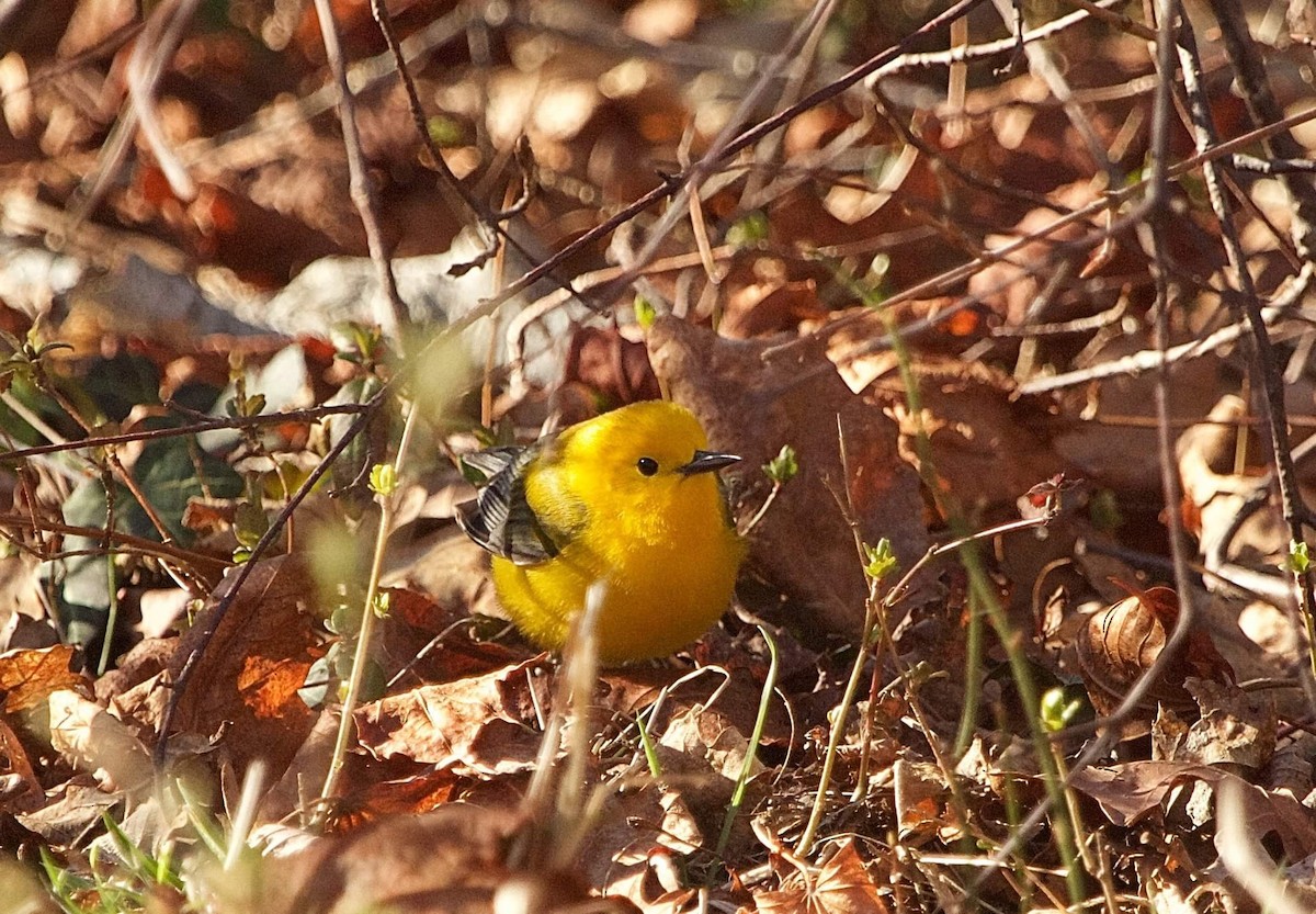 Prothonotary Warbler - ML53906351