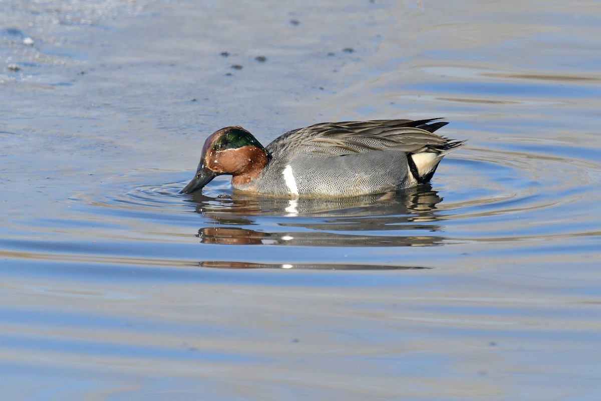 Green-winged Teal - ML539071911