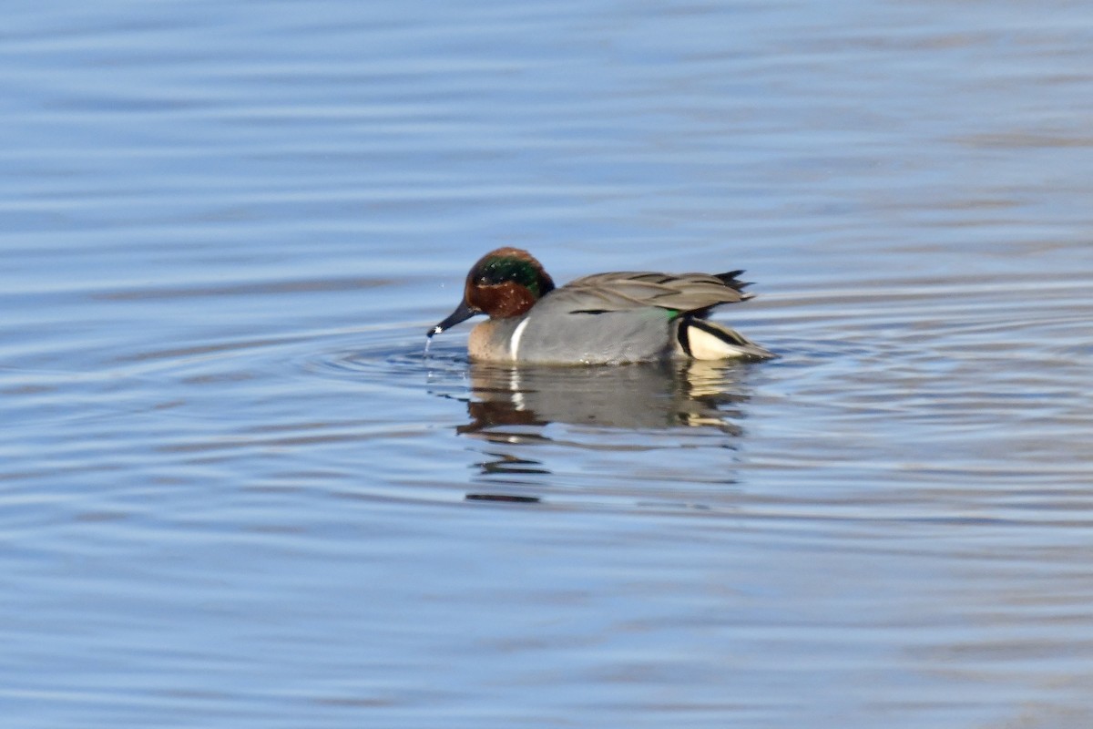 Green-winged Teal - ML539071921