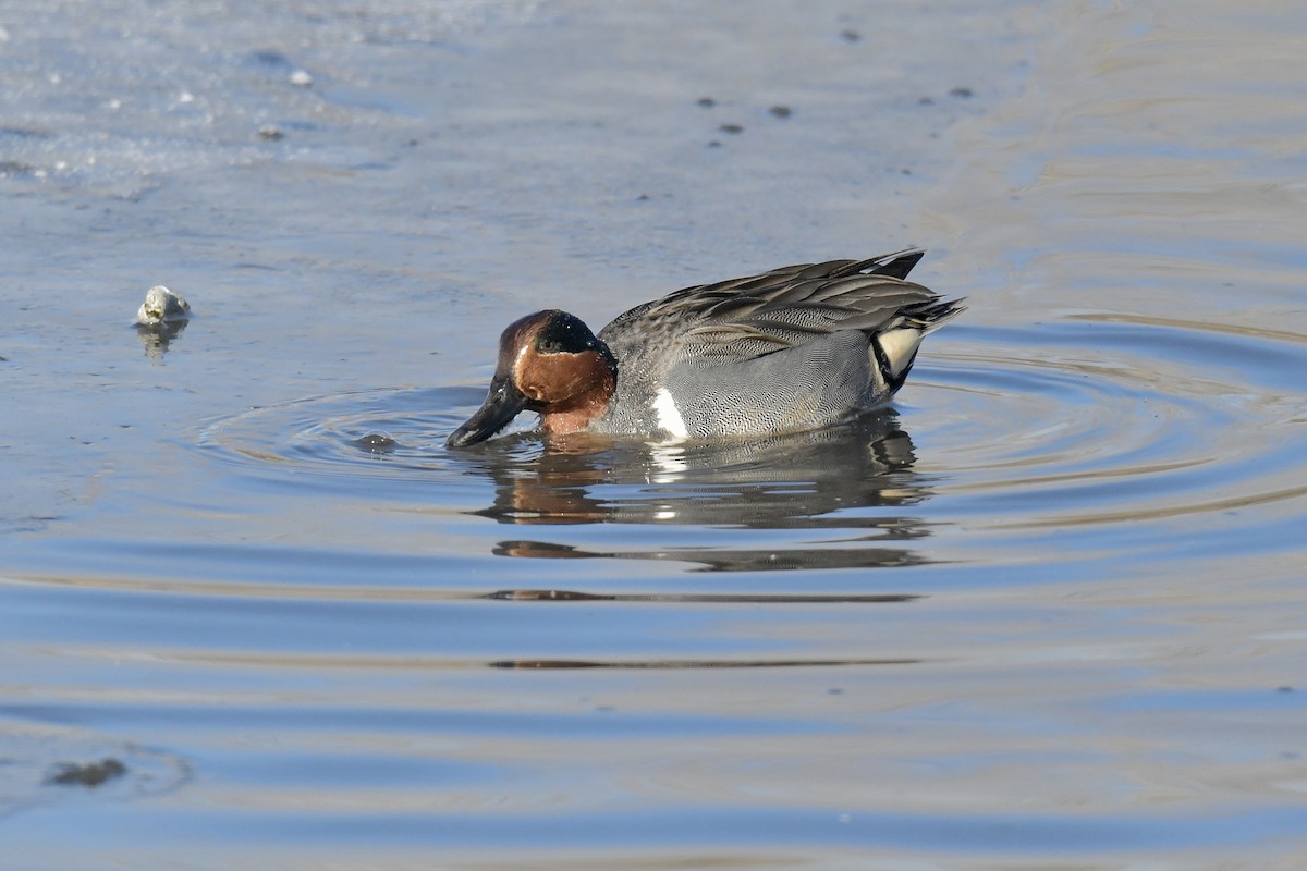 Green-winged Teal - ML539071931